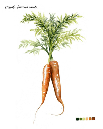 Picture of ROOT VEGETABLE III