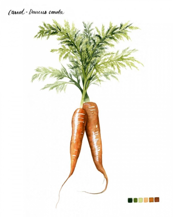 Picture of ROOT VEGETABLE III