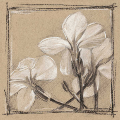 Picture of WHITE FLORAL STUDY IV