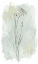 Picture of STONE FLOWER STUDY I