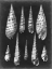 Picture of ALABASTER SHELLS II