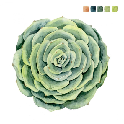 Picture of SUCCULENT SWATCHES IV