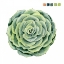 Picture of SUCCULENT SWATCHES IV