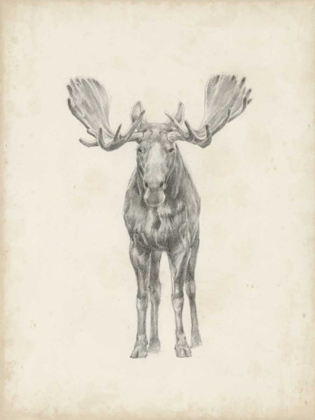 Picture of MOOSE STUDY 