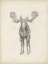 Picture of MOOSE STUDY 