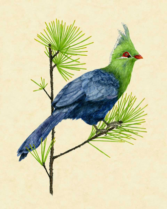 Picture of GREEN TURACO I