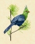 Picture of GREEN TURACO I