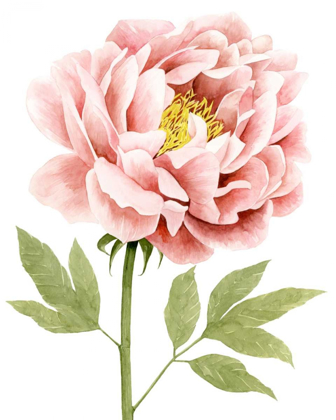 Picture of WATERCOLOR PEONY I