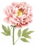 Picture of WATERCOLOR PEONY I