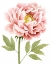 Picture of WATERCOLOR PEONY I