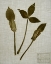 Picture of PRESSED LEAVES ON LINEN IV