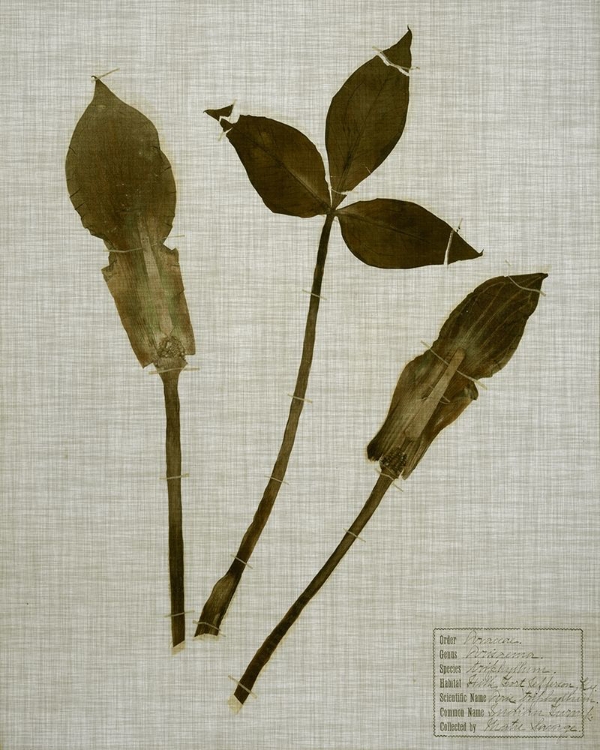 Picture of PRESSED LEAVES ON LINEN IV