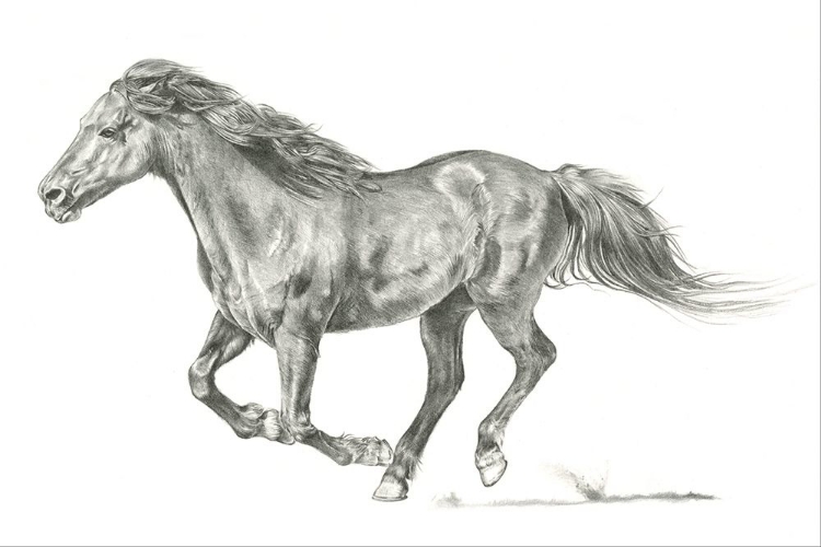 Picture of WILD HORSE PORTRAIT I