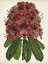 Picture of RHODODENDRON STUDY II