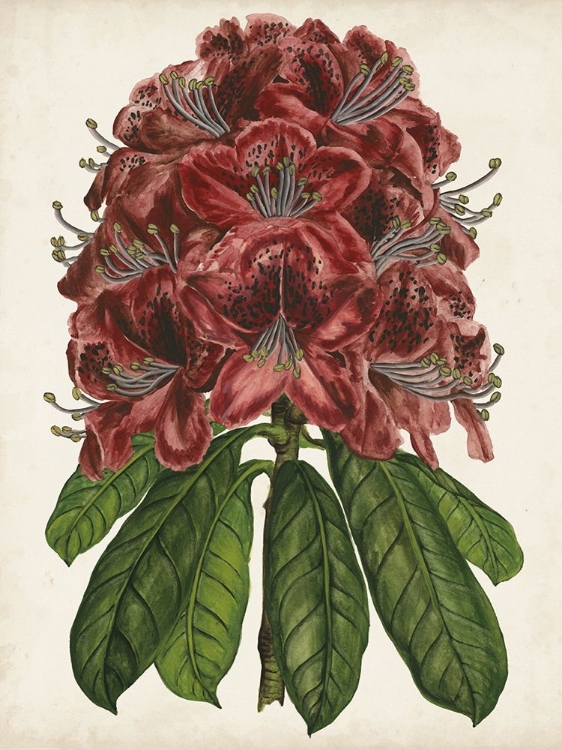 Picture of RHODODENDRON STUDY II