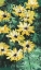Picture of FLORAL IMPRESSIONS I