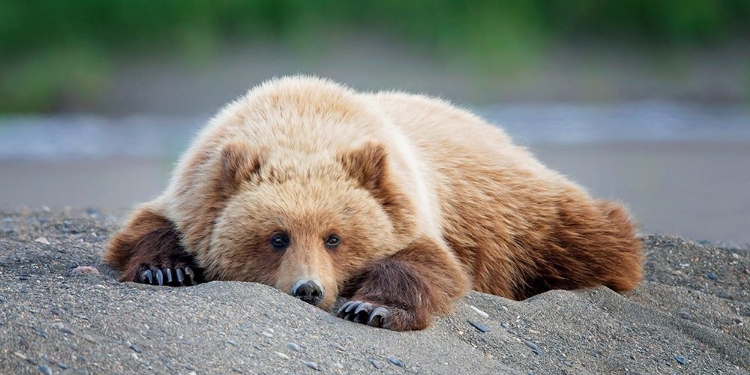 Picture of BEAR LIFE X