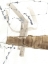 Picture of UMBER CONNECTION II