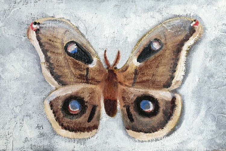 Picture of PAPILLON DE NUIT II