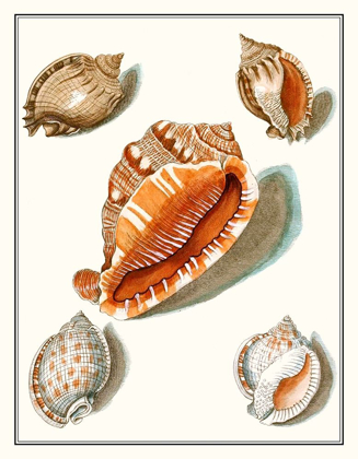 Picture of COLLECTED SHELLS VII