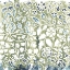 Picture of FLOWER STONE TILE I