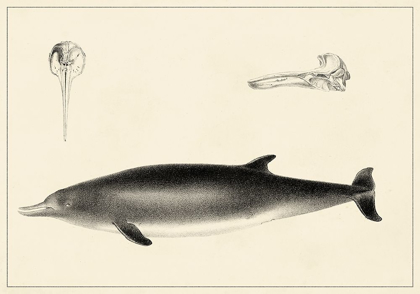 Picture of ANTIQUE DOLPHIN STUDY I