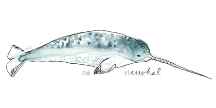 Picture of CETACEA NARWHAL