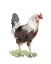 Picture of CHICKEN DANCE I