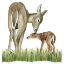 Picture of WOODLAND BABES II