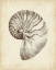 Picture of CUSTOM ANTIQUE SHELL STUDY I (ASH)