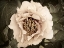 Picture of GOLDEN ERA PEONY II