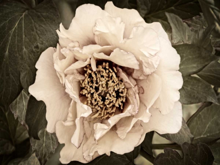 Picture of GOLDEN ERA PEONY II