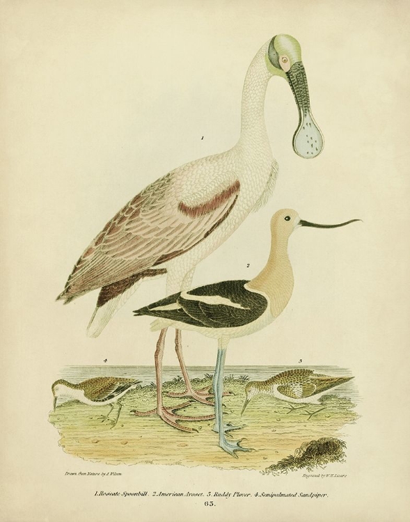 Picture of ANTIQUE SPOONBILL AND SANDPIPERS