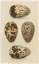 Picture of ANTIQUE BIRD EGG STUDY VI