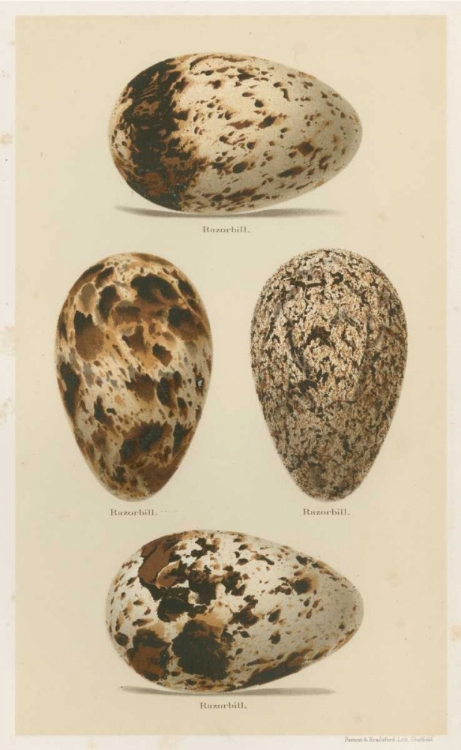 Picture of ANTIQUE BIRD EGG STUDY VI