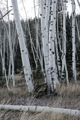 Picture of PALE BARK II