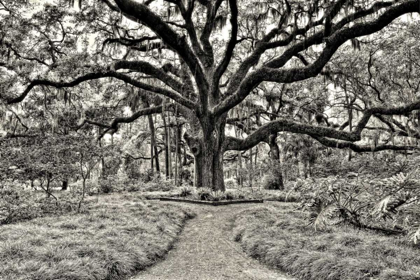 Picture of FLORIDA TREE