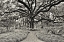 Picture of FLORIDA TREE