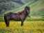 Picture of ICELANDIC HORSES VI