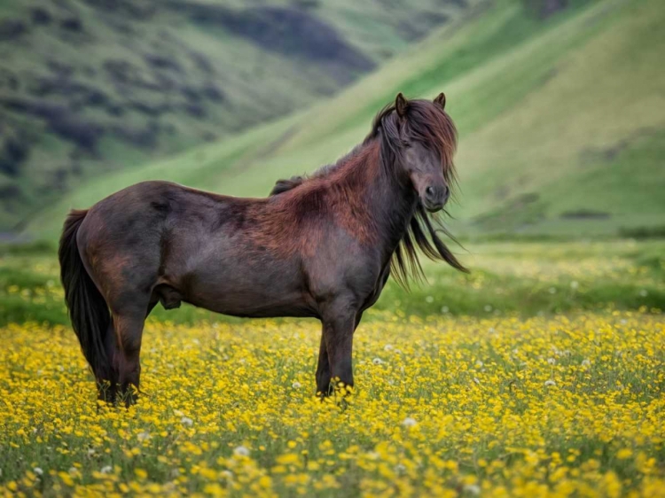 Picture of ICELANDIC HORSES VI