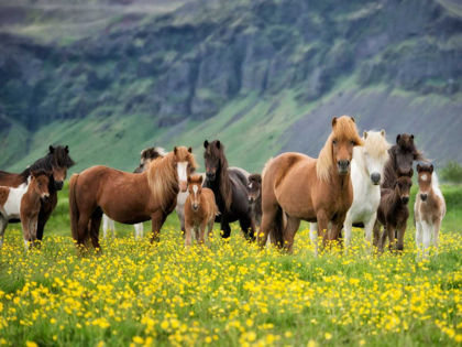 Picture of ICELANDIC HORSES VII