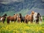 Picture of ICELANDIC HORSES VII