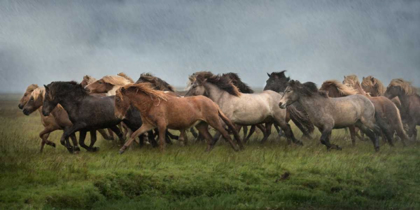 Picture of ICELANDIC HORSES XIII