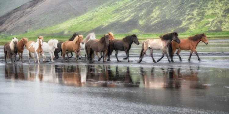 Picture of ICELANDIC HORSES XIV