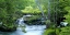 Picture of ENCHANTED FOREST