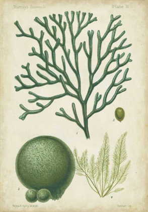 Picture of SEAWEED SPECIMEN IN GREEN IV