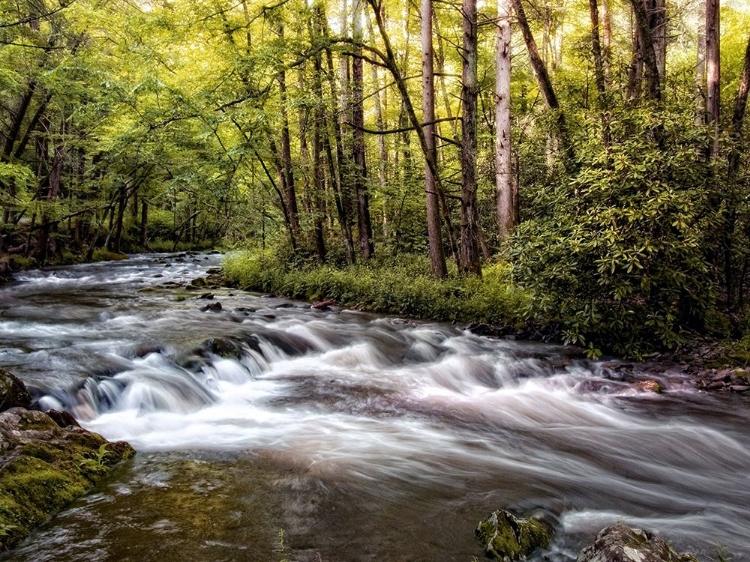 Picture of SUNLIGHT ON JAKES CREEK II