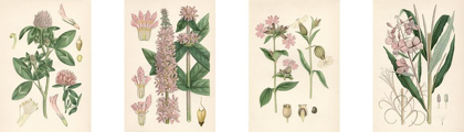 Picture of PINK BOTANICALS