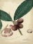 Picture of DESCUBE BOTANICAL IV