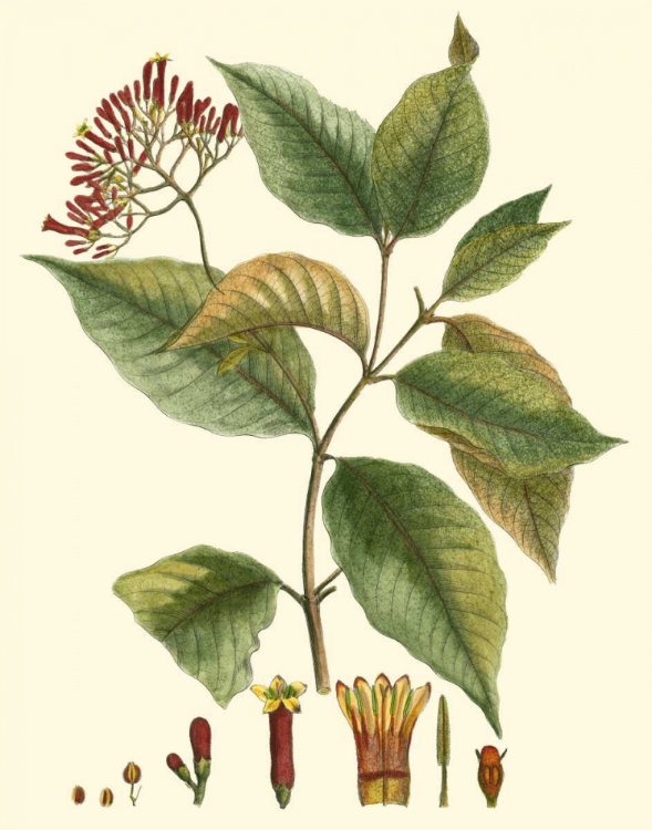 Picture of CRIMSON BOTANICAL I